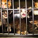 170,000 pets per year will be sacrificed in Japan